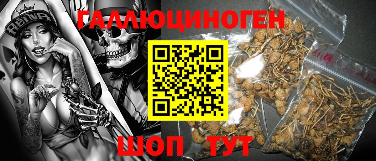Псилоцибиновые грибы Psilocybe Гагарин